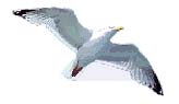 Seagull Cafe